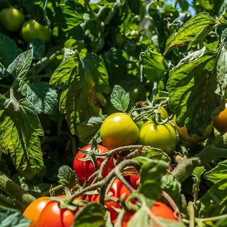 Alojamento de Turismo Rural Masseria Le Creste *