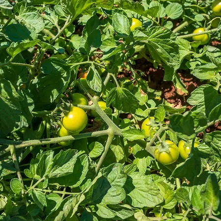 Masseria Le Creste Alojamento de Turismo Rural Otranto
