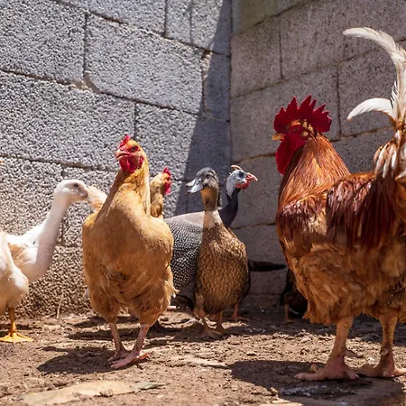 Alojamento de Turismo Rural Masseria Le Creste Otranto