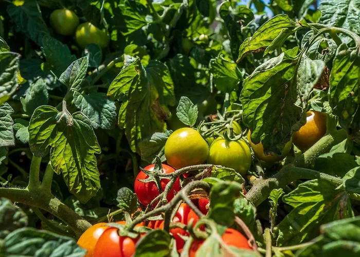 Фермерский дом Masseria Le Creste *