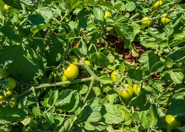 Masseria Le Creste Фермерский дом Отранто