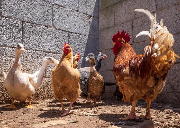 Фермерский дом Masseria Le Creste Отранто