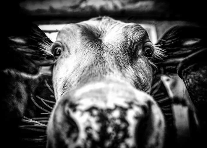 Masseria Le Creste *