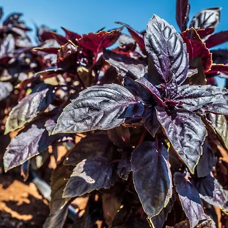 Masseria Le Creste Фермерський будинок