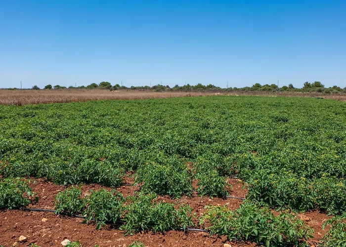 Bauernhof Masseria Le Creste