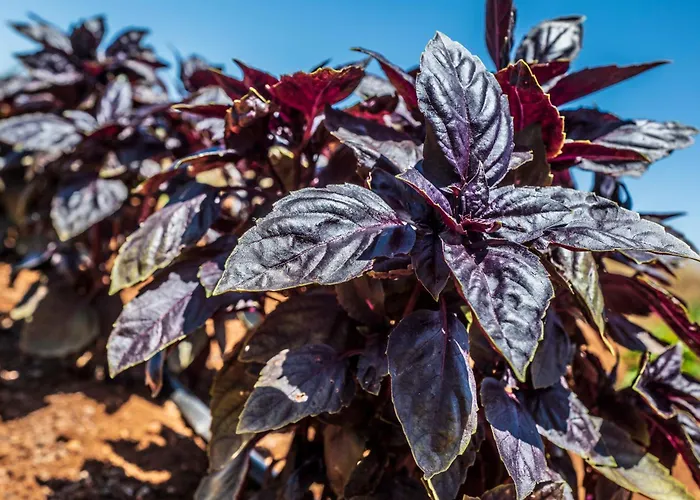 Masseria Le Creste Bauernhof